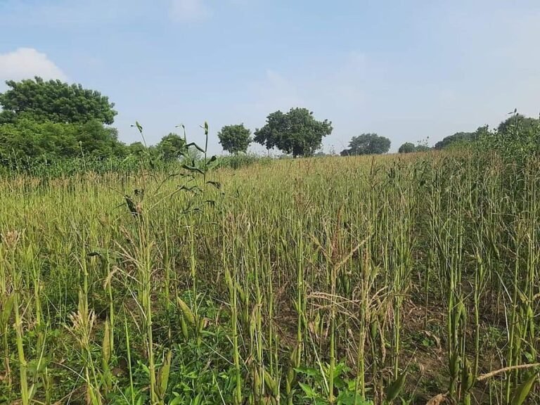 सलेम के किसानों ने सब्सिडी वाले मक्के के बीजों से कम पैदावार को लेकर जताई चिंता