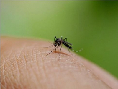 बांग्लादेश में डेंगू का प्रकोप और गंभीर, सिर्फ 13 दिनों में 52 लोगों की मौत